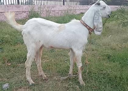 2 Dant Khassi Bakra White