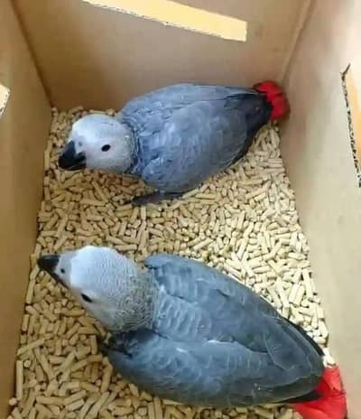 African grey parrot for sale age 3 month