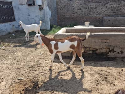 desi domestic growing bakry available