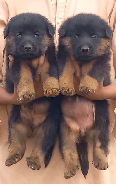 German Shepherd puppies for sale