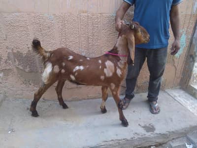 khassi 2 daant 03131165314