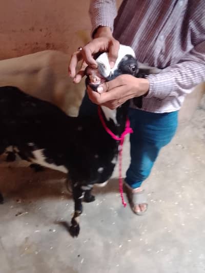 khassi 2 daant urgent sale 03131165314