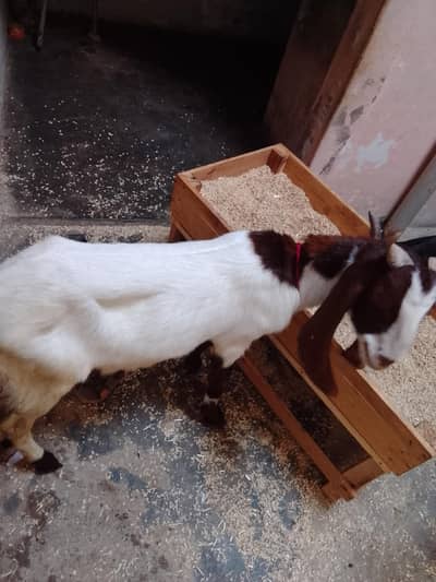 khassi 2 daant urgent sale 03131165314
