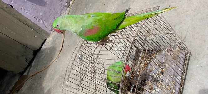 raw parrot for sale