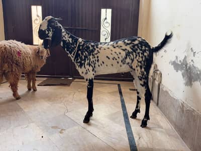 BAKRA for Sale (Donda)