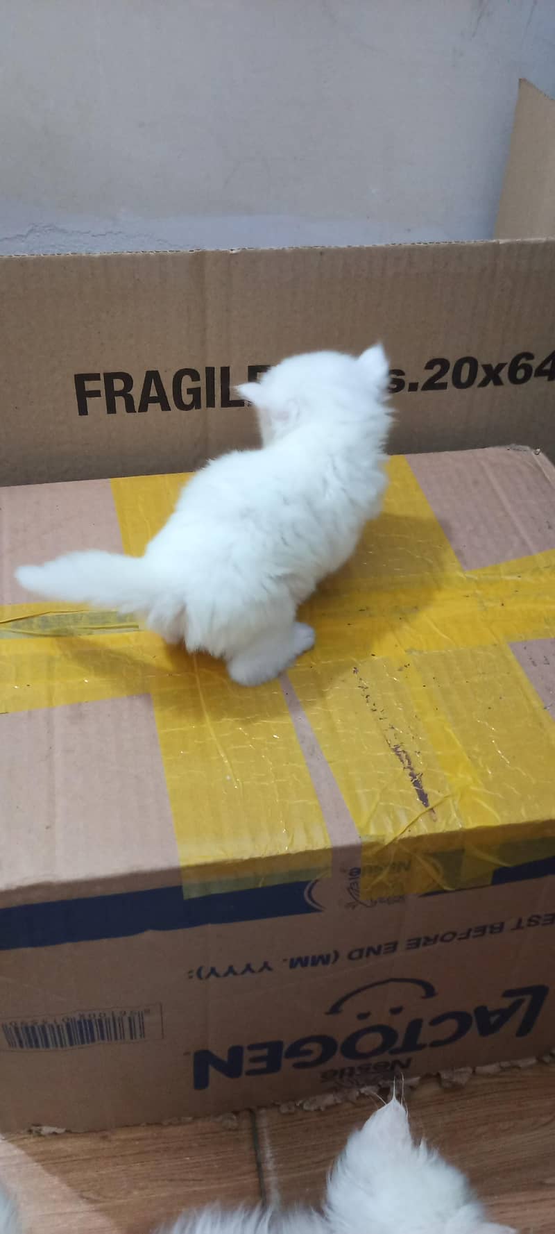 cats pair 0