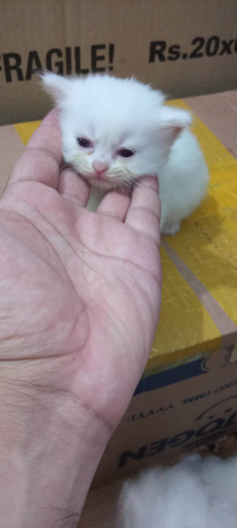 cats pair 1