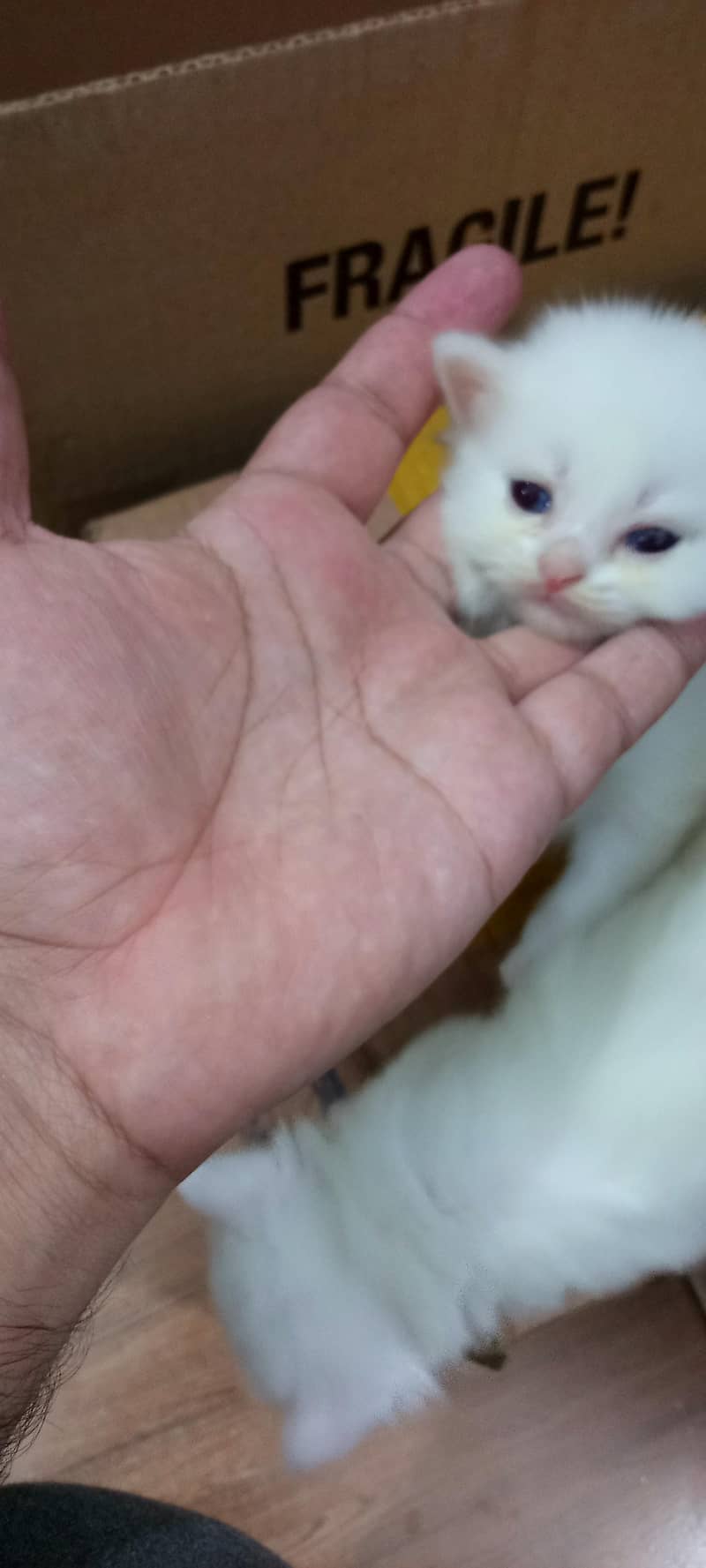 cats pair 2