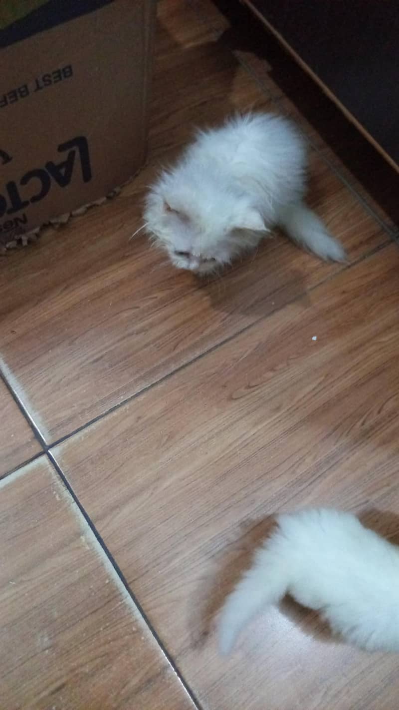 cats pair 3