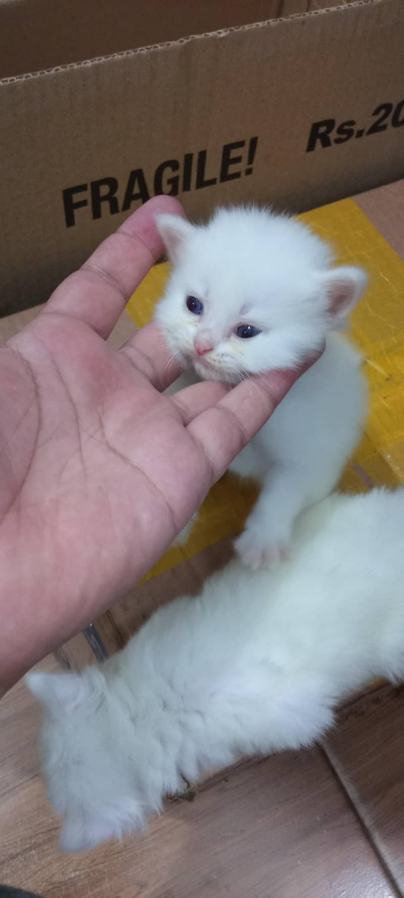 cats pair 4