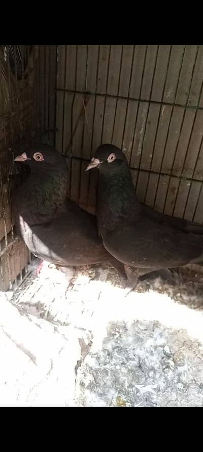 kala pair eeg ki garti ho gi.  03055803419