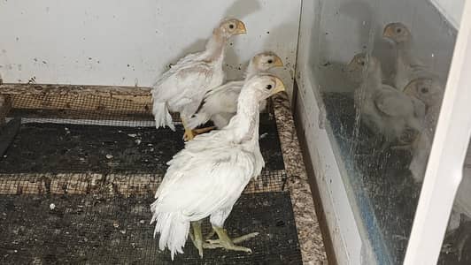 Top Quality Parrot beak Longtail aseel chicks