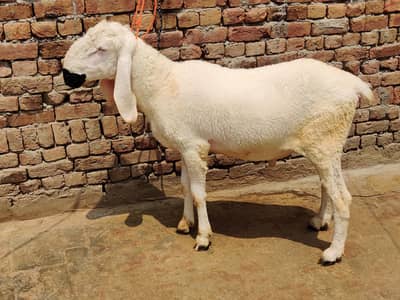2 dant paidu for sale