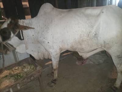 Punjab cross 2 dant qurbani ka janwer Available for sale 03352725761