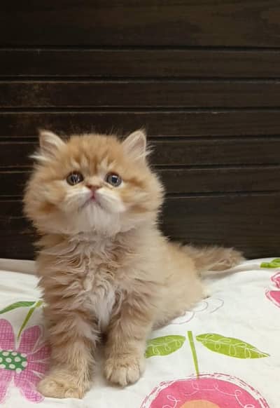 Persian triple coated male kittens available for sale