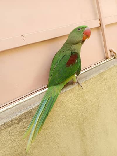 Kashmiri Raw Parrot | Raw male Parrot for Sale