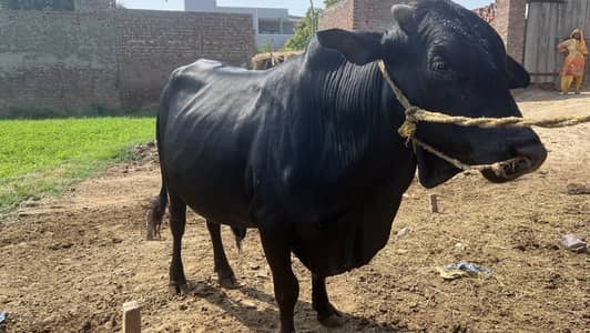 Wacha for Qurbani | limiter offer