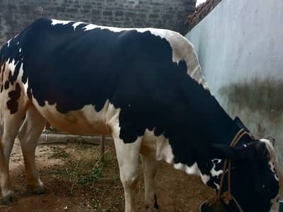Cow for sale Qurbani item cow