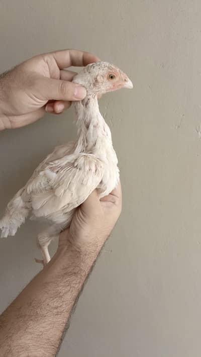 Aseel heera pair and chicks for sale urgent