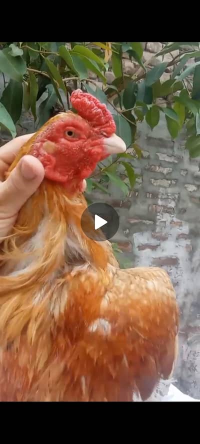 Peela Qualita Breeder