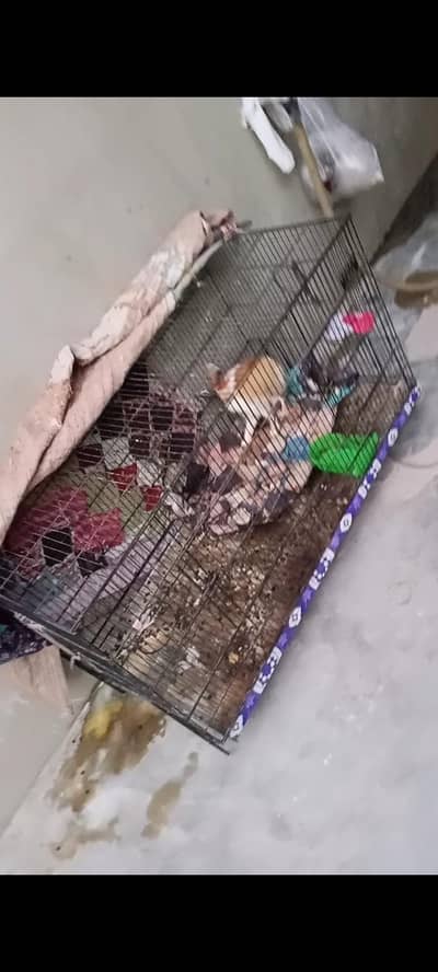 cage for sell 4300