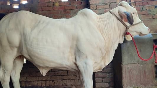 Bachri (Cow) for sale