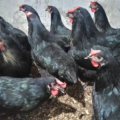 hens available for sale