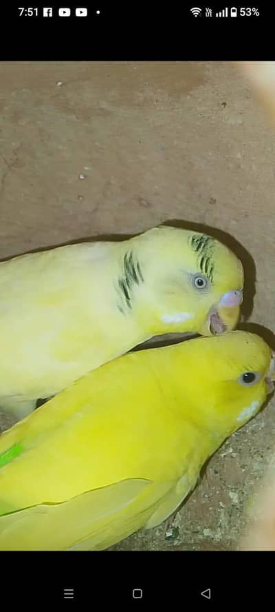 pied male and lutino female Budgie pair for sale