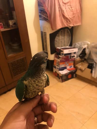 BLUE TURQUOISE WHITE CHEST CONURE HANDTHME