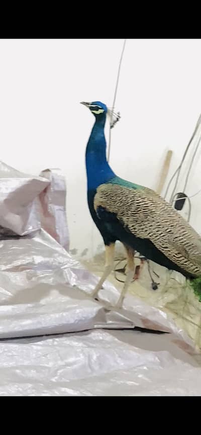 Peacock