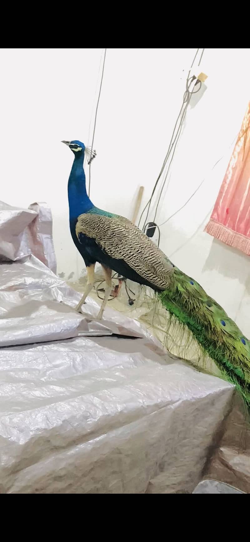 Peacock 1