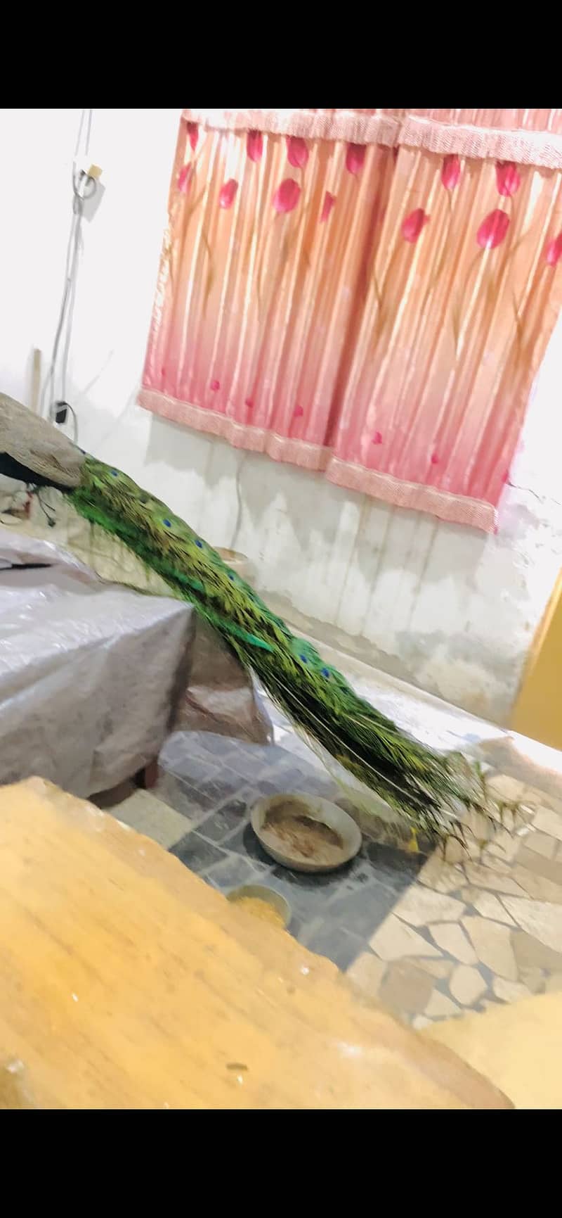 Peacock 2