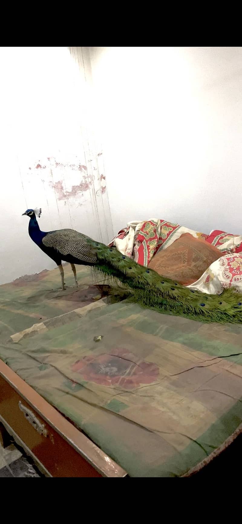 Peacock 3