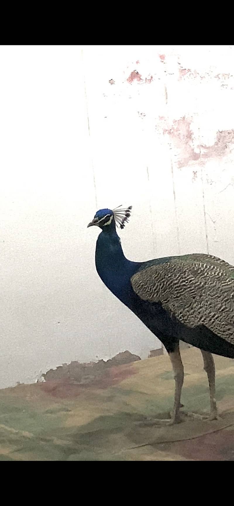 Peacock 4