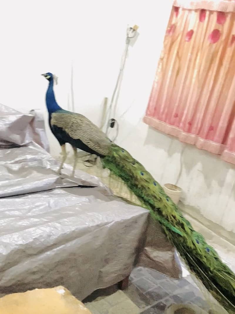 Peacock 6