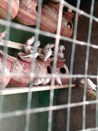 White Java Breeder Pair