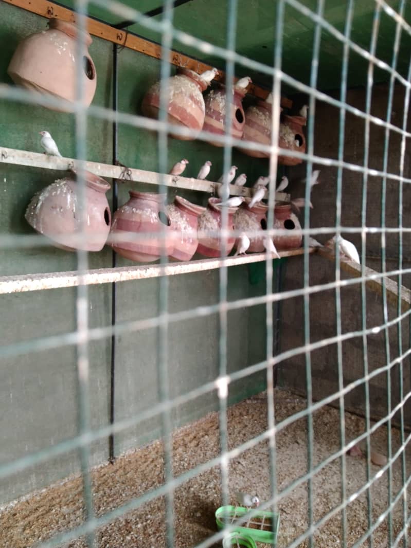 White Java Breeder Pair 1