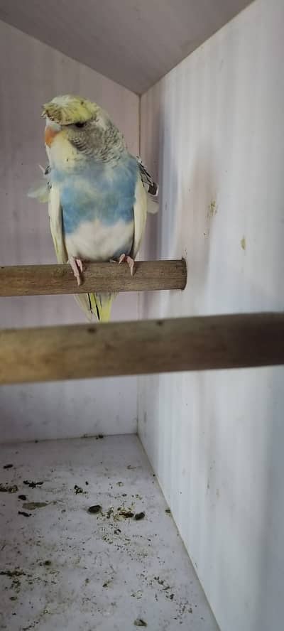 Hogo & Love Birds