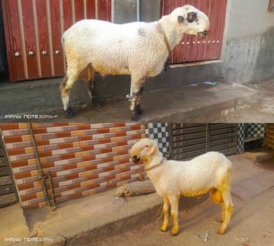 2 Mundre for Sale | 0/3/1/6/4/5/7/2/5/0/4