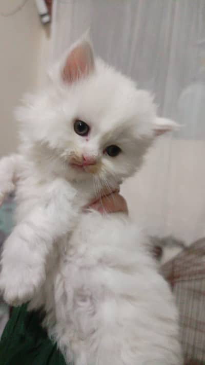 cat baby