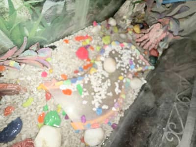 Aquarium for Sale  | FREE Small Tank Included