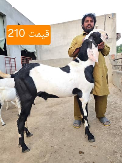 Goats | Bkra | Bkri | Sheep | Dumba | Qurbani Goats For Sale