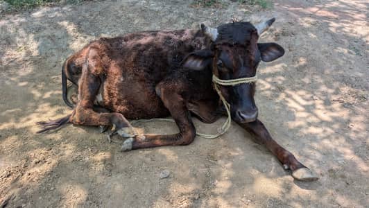 Australian mix Bachra Gaye for Sale - Daroghawala Lahore