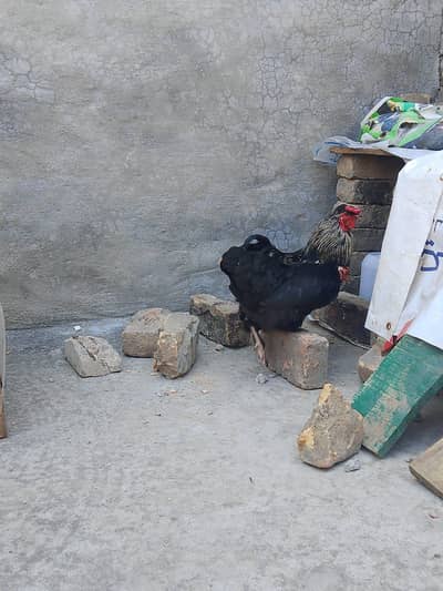 murgha murghi for sale