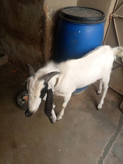 dasi bakra