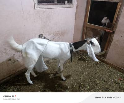 gulabi female