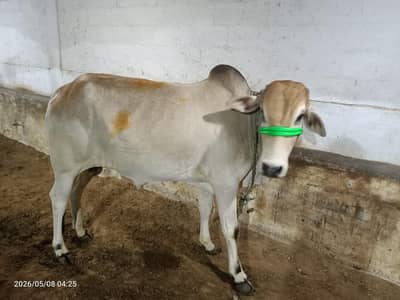 bachara for sale