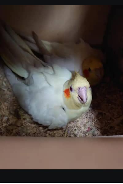 INO male Cream female pair