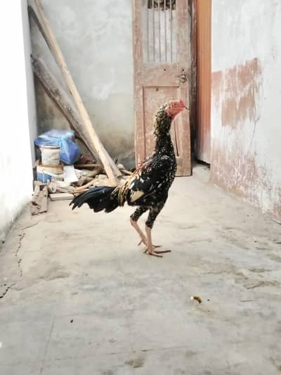 Aseel Shamu pure murga