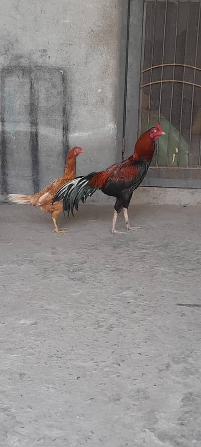 breeder